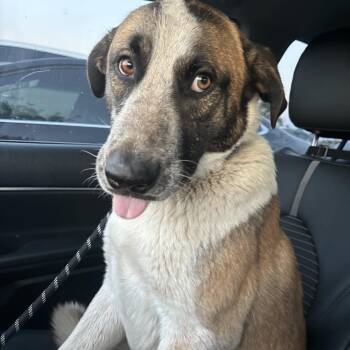 Barnaby Jones -  Great Pyrenees and Belgian Shepherd Malinois Dog for Adoption in Magnolia, Texas - Barnaby Jones | PetCurious