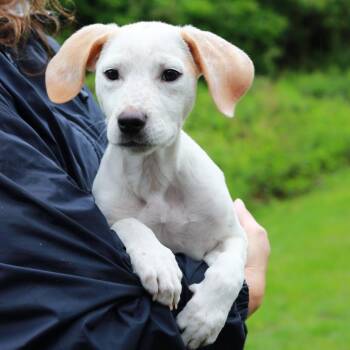 Labrador Retriever and Mixed Breed Dogs Available for Adoption in Stormville, New York - CT Lilo | PetCurious