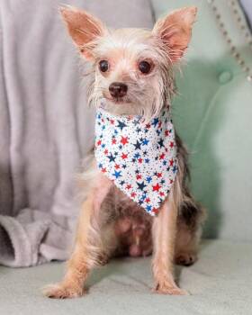 Tito -  Yorkshire Terrier Dog for Adoption in College Station, Texas - Tito | PetCurious