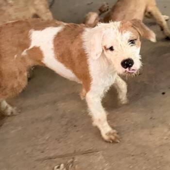 King -  Mixed Breed Dog for Adoption in Columbus, Georgia - King | PetCurious