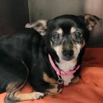 Lil Bit -  Chihuahua Dog for Adoption in Melbourne, Kentucky - Lil Bit | PetCurious