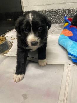 German Shepherd Dog and Mixed Breed Dogs Available for Adoption in Jackson, Tennessee - Black Widow | PetCurious