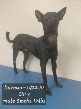 Runner -  Chihuahua and Terrier Dog for Adoption in New York, New York - Runner | PetCurious