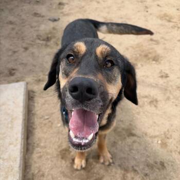 Hound and Mixed Breed Dogs Available for Adoption in Dover, New Hampshire - Buddy | PetCurious