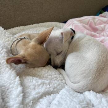 Zuma -  Chihuahua Dog for Adoption in Los Angeles, California - Zuma | PetCurious