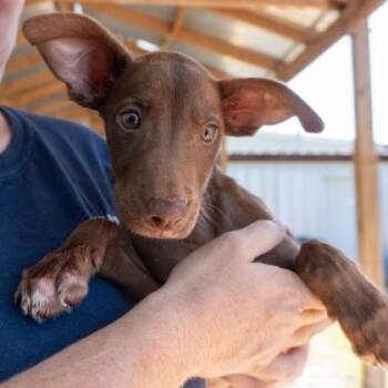 Rescue Mixed Breed Dogs for Adoption in Leander, Texas - Dobbie | PetCurious
