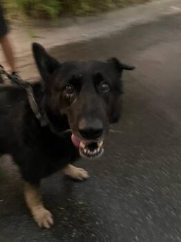 LYLE -  Mixed Breed Dog for Adoption in Dallas, Texas - LYLE | PetCurious