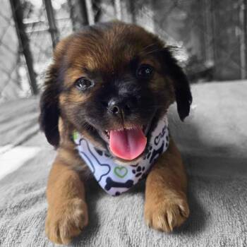 Rescue Mixed Breed Dogs for Adoption in Baldwin, Maryland - Kai | PetCurious