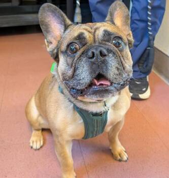 Brody -  French Bulldog Dog for Adoption in Dublin, California - Brody | PetCurious