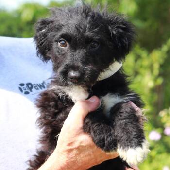 CT Pippin avail July 18 -  Australian Shepherd and Mixed Breed Dog for Adoption in Eastford, Connecticut - CT Pippin Avail July 18 | PetCurious