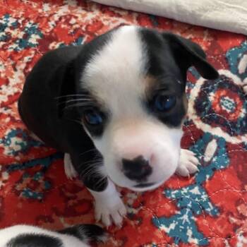 Blaze -  Jack Russell Terrier Dog for Adoption in Allen, Texas - Blaze | PetCurious