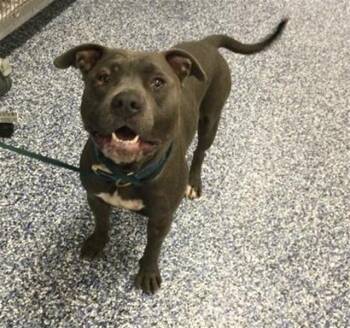 Pit Bull Terrier Dogs Available for Adoption in Thousand Palms, California - CAPONE | PetCurious