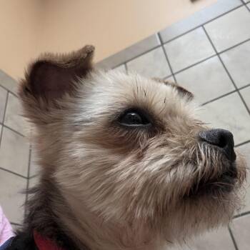 Yorkshire Terrier and Mixed Breed Dogs Available for Adoption in Richmond, Virginia - Chu Chu | PetCurious