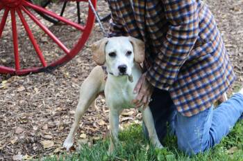 Labrador Retriever and Beagle Dogs Available for Adoption in Rockville, Maryland - Annabelle  | PetCurious