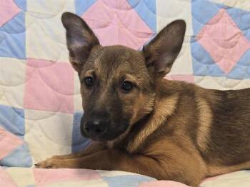 ALTO -  German Shepherd Dog Dog Available for Adoption in Auburn, California - ALTO | PetCurious