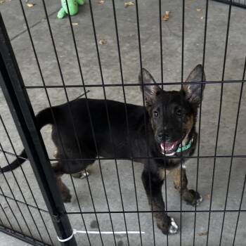 Shantal -  Belgian Shepherd Malinois and Mixed Breed Dog for Adoption in Escondido, California - Shantal | PetCurious
