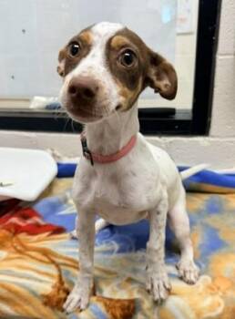 Nebula -  Jack Russell Terrier and Pointer Dog for Adoption in Madison, Georgia - Nebula | PetCurious