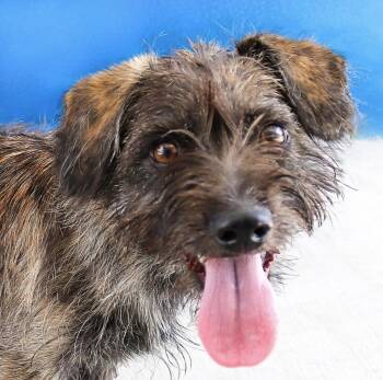 MIA -  Terrier Dog for Adoption in Pasadena, California - MIA | PetCurious
