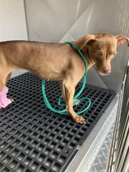 Mixed Breed Dogs Available for Adoption - BILLIE | PetCurious