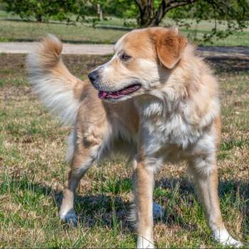 Mixed Breed Dogs Available for Adoption - Holly | PetCurious