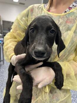 Dachshund and Mixed Breed Dogs Available for Adoption in Thousand Palms, California - MIKE | PetCurious