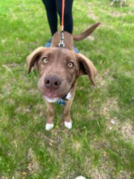 Labrador Retriever and Shepherd Dogs Available for Adoption in Trenton, New Jersey - Pepsi | PetCurious