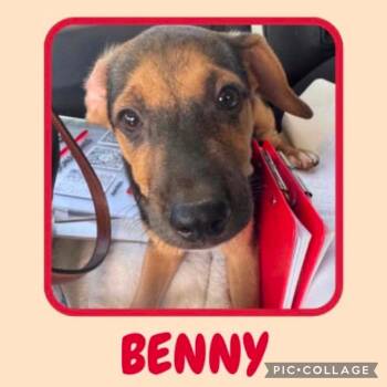 Benny -  Dachshund and Beagle Dog for Adoption in Ringwood, New Jersey - Benny | PetCurious
