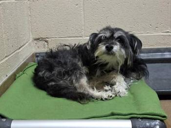 RUSS -  Terrier and Mixed Breed Dog for Adoption in Martinez, California - RUSS | PetCurious