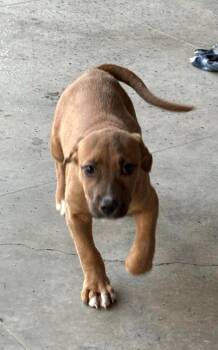 Black Mouth Cur Dogs Available for Adoption - Chestnut | PetCurious