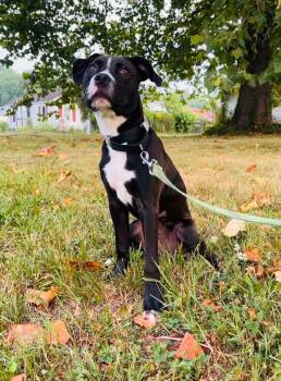 Skyy -  Mixed Breed Dog for Adoption in Milton, Delaware - Skyy | PetCurious