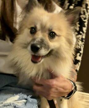 Gracie -  Pomeranian Dog for Adoption in New Albany, Ohio - Gracie | PetCurious
