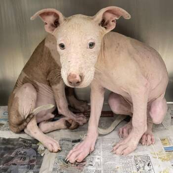 Thunder -  Terrier and Mixed Breed Dog for Adoption in Corpus Christi, Texas - Thunder | PetCurious
