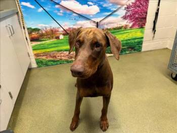 Rescue Doberman Pinscher Dogs for Adoption in San Marcos, California - SAVE ME PLEASE! TAVERN -ID#A543890 | PetCurious