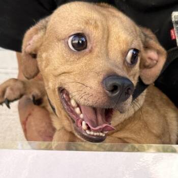 Bobby -  Chihuahua Dog for Adoption in San Gabriel, California - Bobby | PetCurious