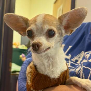 Ginger -  Chihuahua Dog for Adoption in Charlottesville, Virginia - Ginger | PetCurious