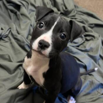 Boston Terrier Dogs Available for Adoption in Hinesville, Georgia - Little Bill | PetCurious