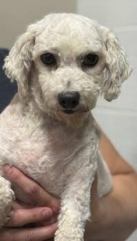 Bichon Frise Dogs Available for Adoption in Blue Springs, Missouri - Glory | PetCurious