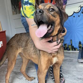 Kyle -  American Bulldog and German Shepherd Dog Dog for Adoption in Potomac, Maryland - Kyle | PetCurious
