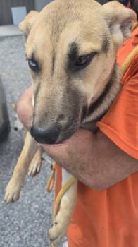 Daisy -  Mixed Breed Dog for Adoption in Greencastle, Indiana - Daisy | PetCurious