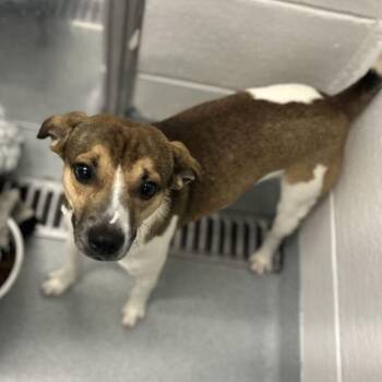 Tweety -  Feist Dog for Adoption in Spruce Pine, North Carolina - Tweety | PetCurious