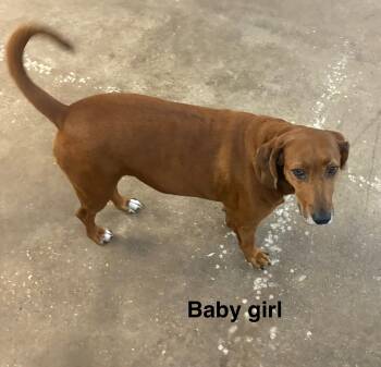 Rescue Labrador Retriever Dogs for Adoption in Zimmerman, Minnesota - Baby Girl | PetCurious