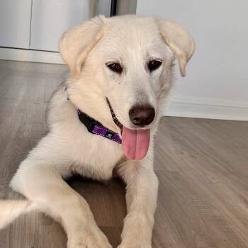 Great Pyrenees Dogs Available for Adoption in Austin, Texas - Fiona | PetCurious