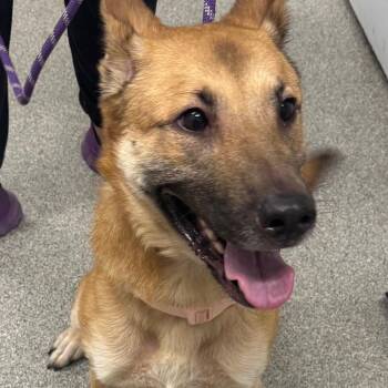 Grenadine -  Shepherd Dog for Adoption in Matteson, Illinois - Grenadine | PetCurious