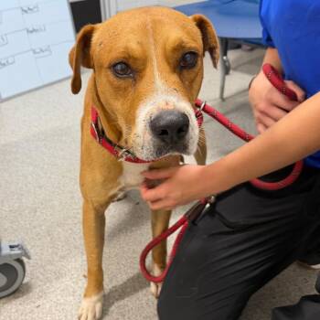 Jacob Brandon -  Mixed Breed Dog for Adoption in Englewood, Florida - Jacob Brandon | PetCurious
