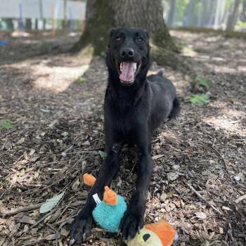 Rocco -  Black Labrador Retriever and Shepherd Dog for Adoption in Nashville, Tennessee - Rocco | PetCurious