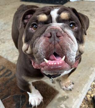 Rescue English Bulldog Dogs for Adoption in Chattanooga, Tennessee - Chops | PetCurious