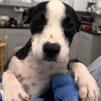 Sun Chip -  Labrador Retriever and Mixed Breed Dog for Adoption in Lakeland, Florida - Sun Chip | PetCurious