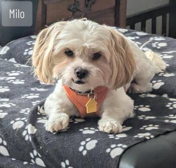 Shih Tzu Dogs Available for Adoption in Crompond, New York - Milo | PetCurious