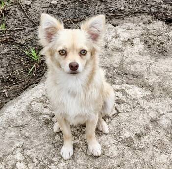 Wolfe -  Chihuahua Dog for Adoption in Pelham, New Hampshire - Wolfe | PetCurious