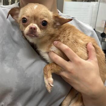 Petra -  Chihuahua Dog for Adoption in Lynchburg, Virginia - Petra | PetCurious